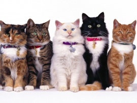 Pisici de rasa (click to view)