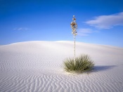 Planta in desert