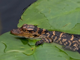 Pui de aligator (click to view)