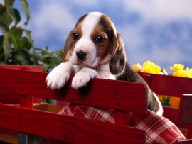 Pui de beagle (click to view)