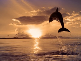 Saritura delfin (click to view)