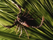 Scorpion in frunze