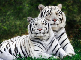 Tigrii albi bengalezi (click to view)