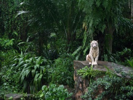 Tigru alb in jungla (click to view)