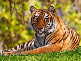Tigru in iarba (click to view)