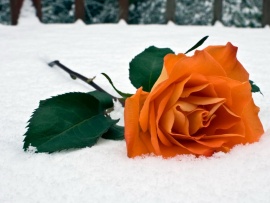 Trandafir portocaliu (click to view)