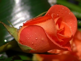 Trandafir rosu (click to view)