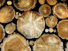 Trunchiuri de copac (click to view)