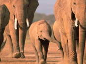 Turma de elefanti