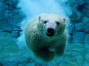 Urs polar sub apa