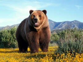 Ursul Grizzly (click to view)