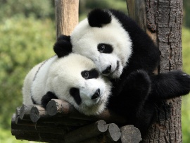 Ursuleti panda (click to view)