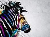 Zebra colorata