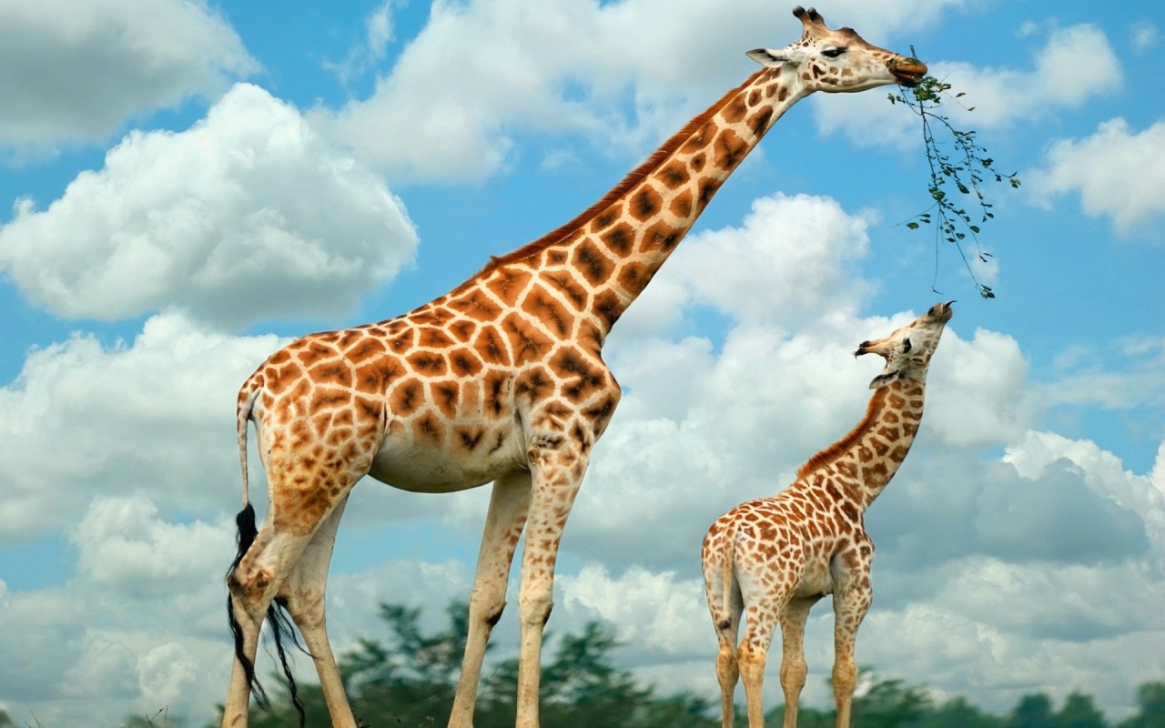 Familie girafe