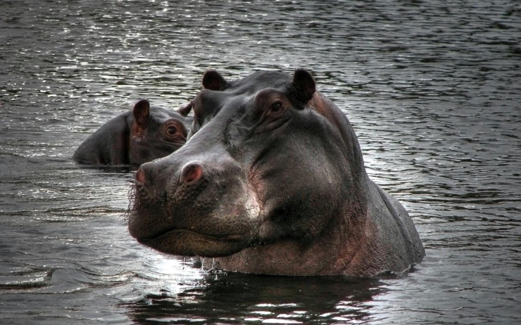 Hipopotam in apa
